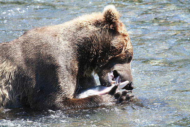 알래스카 큰곰 식사 연어색 스톡 사진