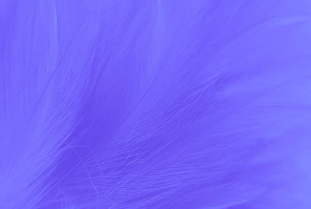 istock Beautiful abstract purple feathers on white background, blue feather texture on dark pattern and purple background, colorful feather wallpaper, love theme, valentines day 1449505947