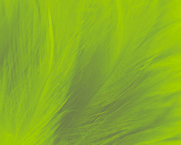 istock Beautiful abstract green feathers on white background, blue feather texture on dark pattern,  green background, feather wallpaper, love theme, valentines day, green gradient texture 1449505955