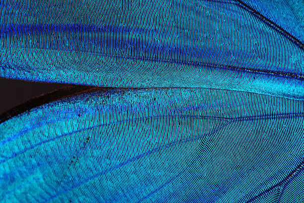 Abstract blue texture of shiny butterfly wings