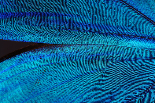Abstract blue texture of shiny butterfly wings - morpho
