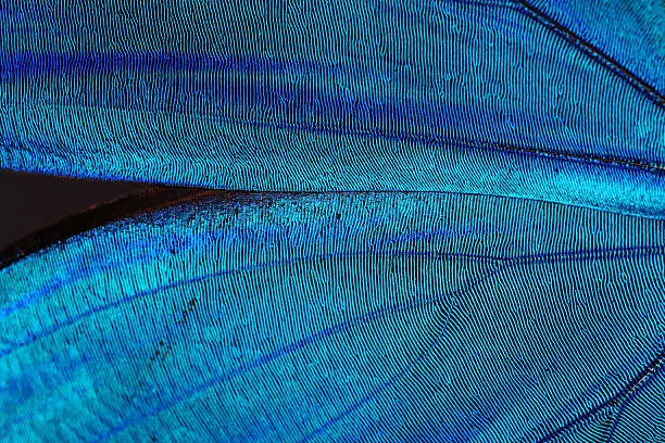 Photo of Abstract blue texture of shiny butterfly wings