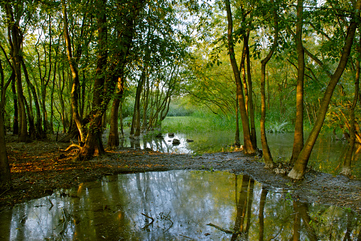 A late afternoon view of the swamp at Punte Alberete, in the Po Delta Park (Italy)