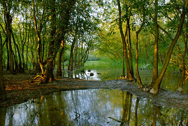 Pântano Grove (Po Delta Park-Itália - foto de acervo