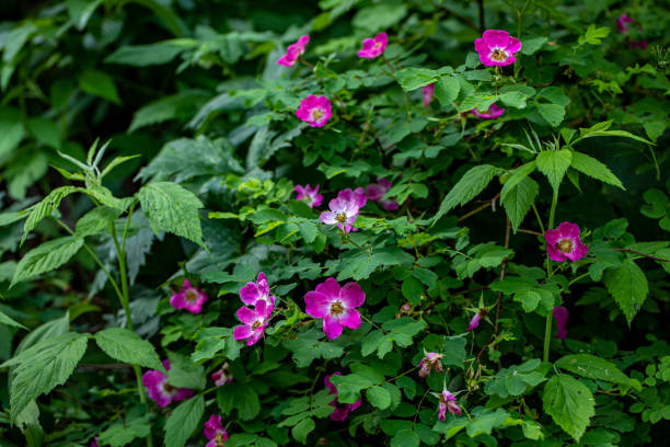 istock Rosa pendulina flower growing in mountains, close up 1449509247