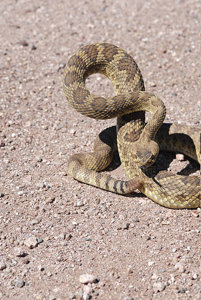 Crotalus scutulatus This Mojave rattlesnake appears to be quite angry. scutulatus stock pictures, royalty-free photos & images
