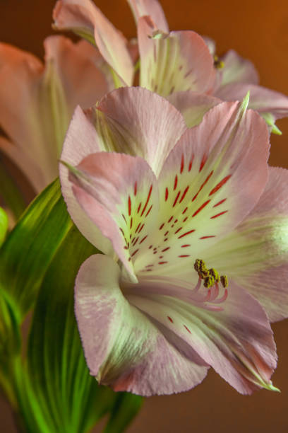 Peruvian lily . Oblique view . Close up stock photo