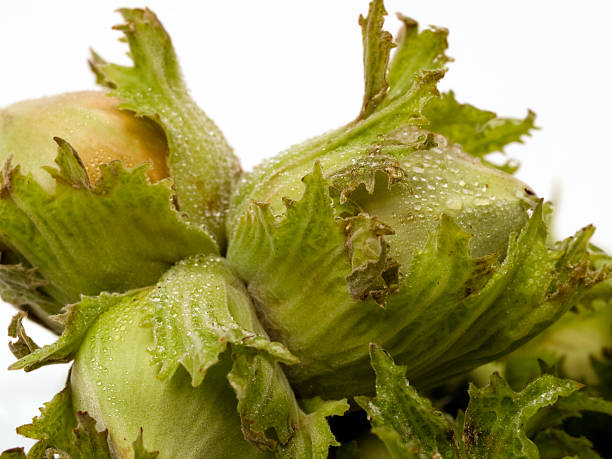 Hazelnuts stock photo