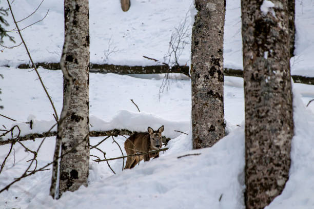 istock Deer in the forest, Bohinj region 1449514339