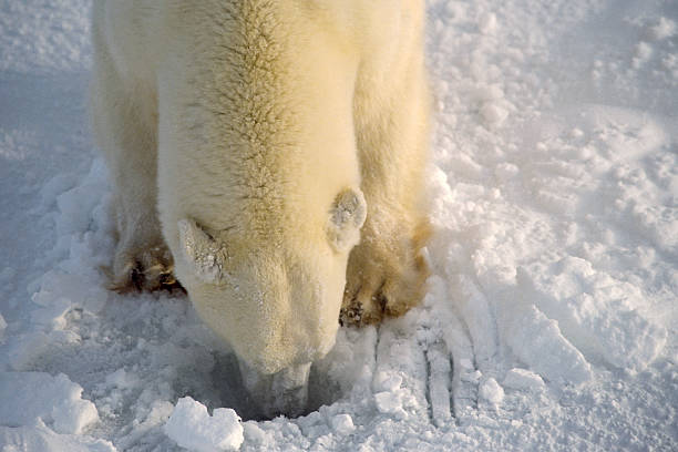 istock A polar bear digging his nose in snow 144951474