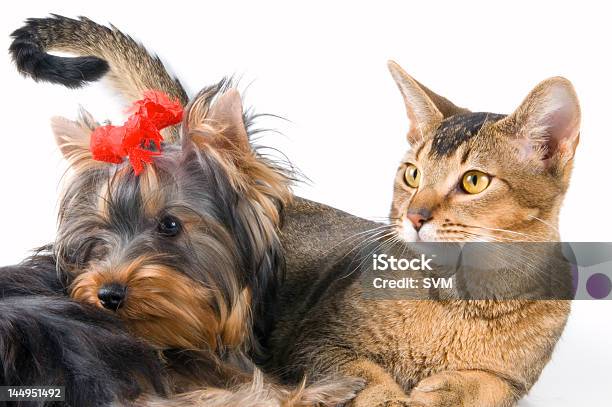 The Puppy And Kitten Stock Photo - Download Image Now - Animal, Animal Hair, Animal Whisker