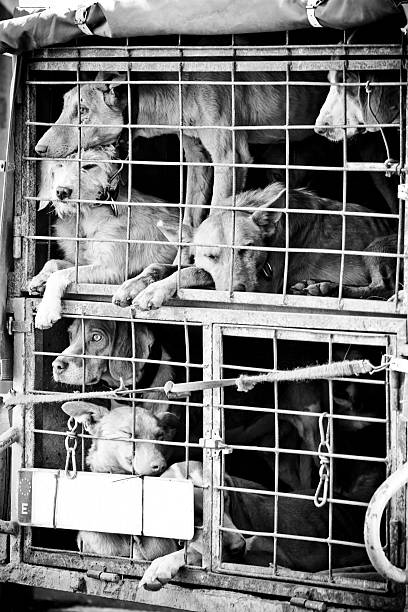 istock Dogs in jail 144951556
