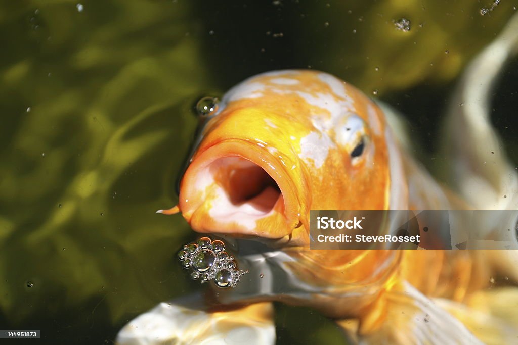 Faim Poisson rouge - Photo de Amitié libre de droits