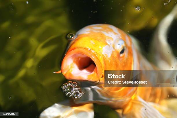 Głodny Złota Rybka - zdjęcia stockowe i więcej obrazów Akwakultura - Akwakultura, Akwarium, Akwarium dla rybek