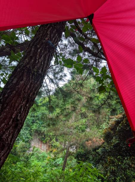 istock Jungle view from inside of tent 1449519813