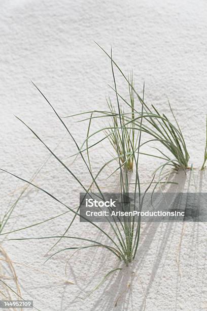 Desert Grass Stock Photo - Download Image Now - Desert Area, Grass, Landscape - Scenery