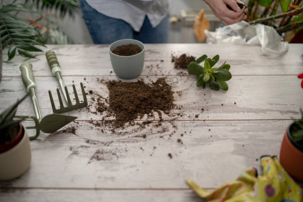istock Close up shot of hands working with soil 1449521450