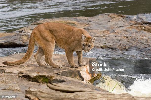 Cougar Von River Stockfoto und mehr Bilder von Fluss - Fluss, Fotografie, Horizontal