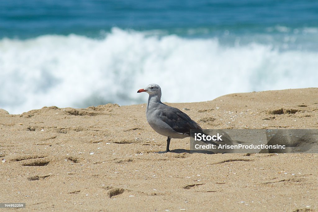 Wish you were here... A lone seagull on a California beach. Beach Stock Photo