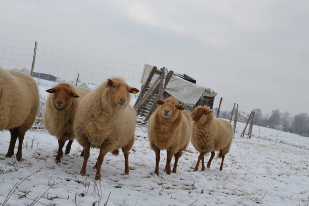 istock Sheep during winter in Germany 1449523435