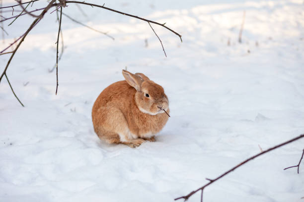 istock Beautiful, fluffy red rabbit in winter on the farm. 1449523791