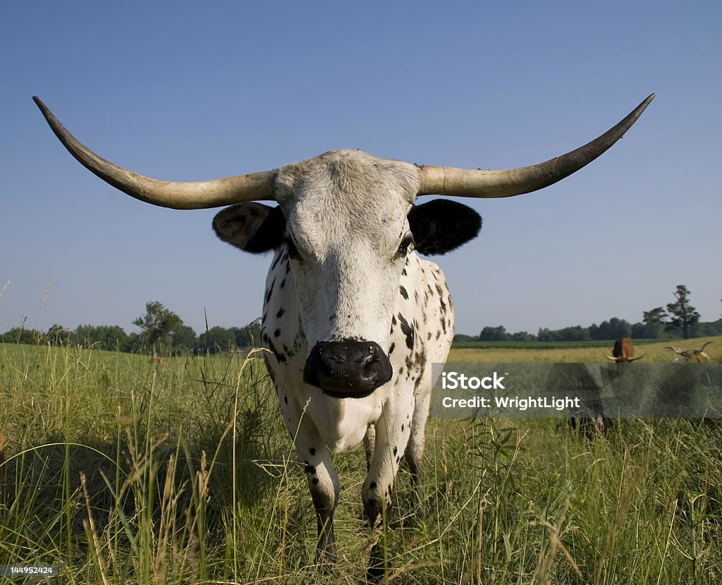 Herd_guard - 로열티 프리 텍사스롱혼 스톡 사진