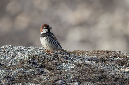 Female bearded reedling (Panurus biarmicus) starting to fly.