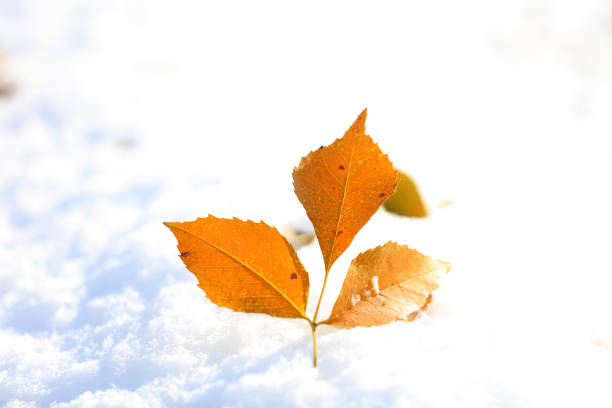 View of yellowed dry leaves on the branch of the tree in the snowy season.