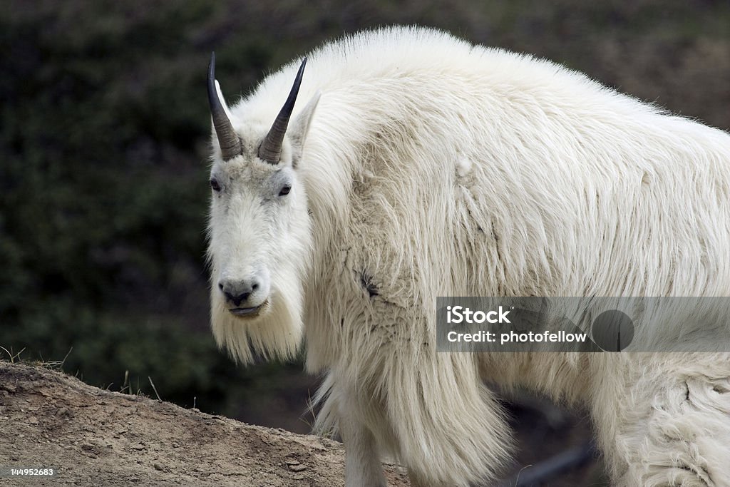 Cabra montés americana - Foto de stock de Cabra montés americana libre de derechos