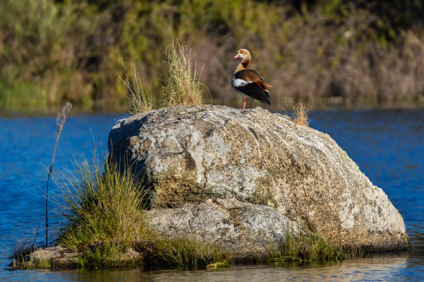 istock Egyptian goose 1449527080