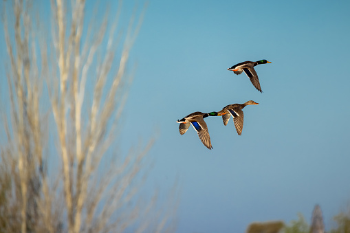 Three ducks in flight.