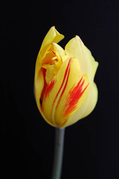 istock yellow tulip on black 144952720