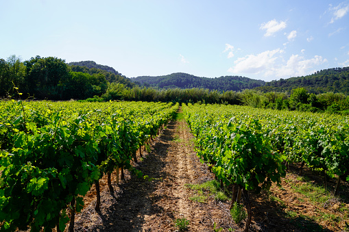 medoc Bordeaux vineyard in france