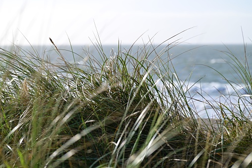 Beach grasses as a close-up against the ocean