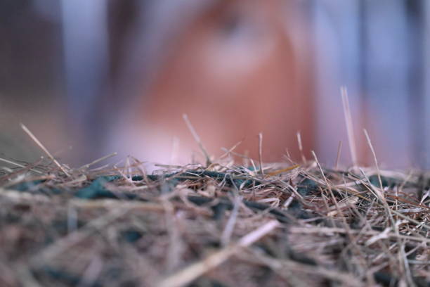 close up of restraining cord on round hay bale, in red, blue/green, and white\nNear Magrath, Alberta, Canada