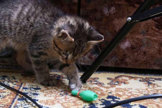 istock Little gray kitten playing with a toy 1449528954