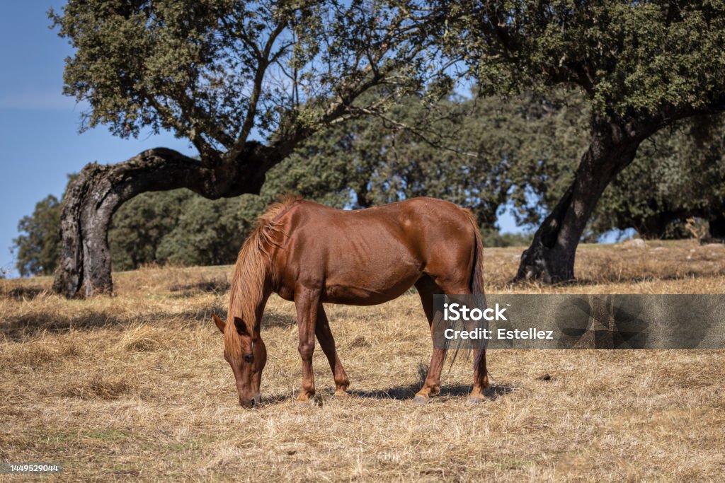 Horse Horse grazing in the field Animal Wildlife Stock Photo