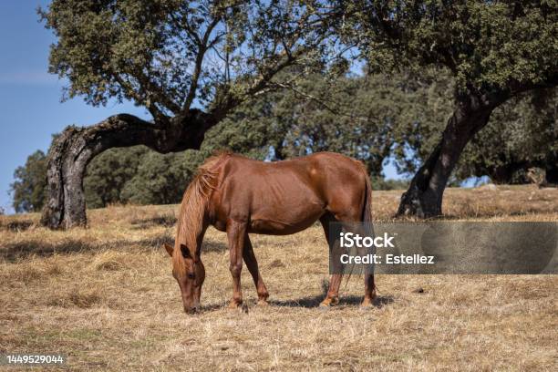 Horse Stock Photo - Download Image Now - Animal Wildlife, Horse, Spain