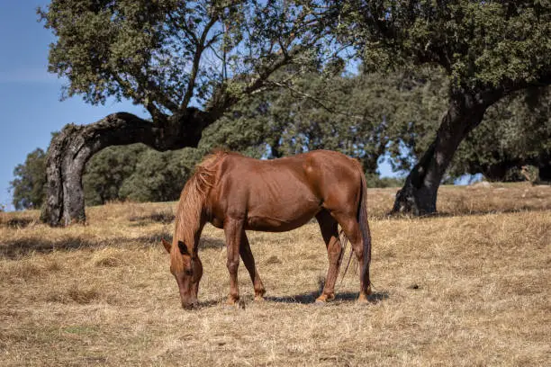 Horse grazing in the field