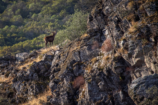 Deer in the Monfrague National Park. Extremadura. Spain.