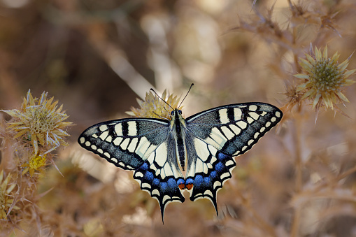 Papilio machaon. Butterfly in its natural environment.
