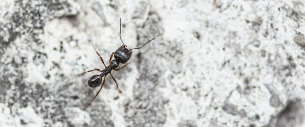 vista macro de detalhe em close-up da formiga no formigueiro - anthill macro ant food - fotografias e filmes do acervo