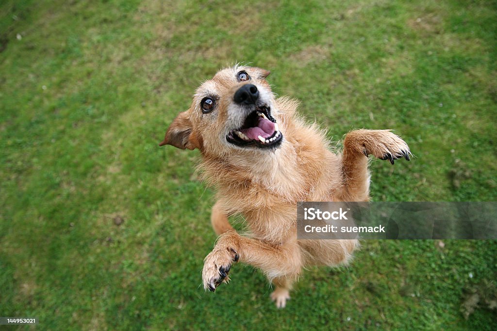 Hund mit einem glücklichen Lächeln stehen - Lizenzfrei Mischlingshund Stock-Foto