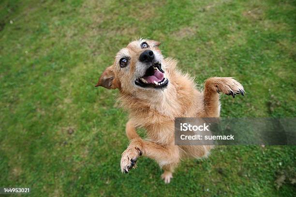 Perro Con Una Sonrisa Felices De Pie Foto de stock y más banco de imágenes de Mestizo - Mestizo, Terrier, Felicidad