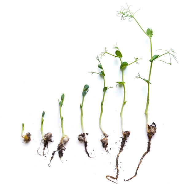 istock micro greens pea shoots in different grown stages lined up in a row against a white background 1449530556