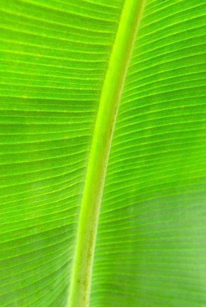 바나나 잎 - robotech 뉴스 사진 이미지