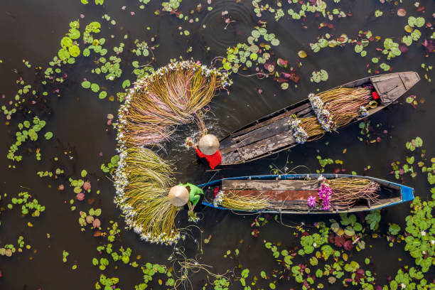 фермеры собирают урожай водяной лилии в сезон наводнений - река меконг стоковые фото и изображения