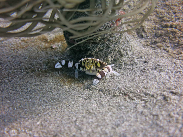 istock Harlequin Swimmer Crab 1449532291