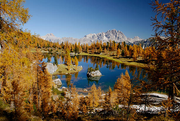 Lake Federa (Dolomites - Italy) View of Lake Federa, near Cortina D'Ampezzo in the Dolomites. In the background, Mount Cristallo and the Three Peaks autumn field tree mountain stock pictures, royalty-free photos & images