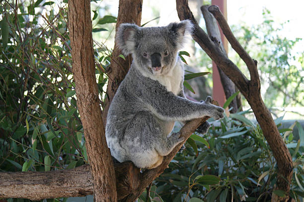 big coala - koala sydney australia australia animal - fotografias e filmes do acervo